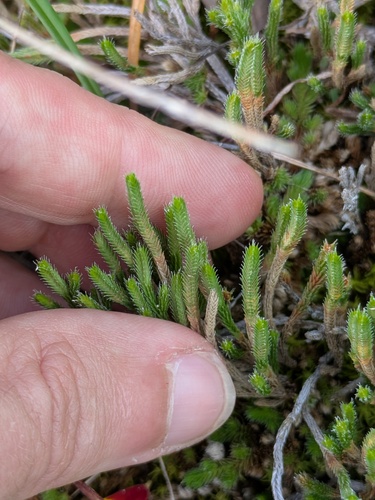 Riddell's spikemoss (Selaginella corallina)
