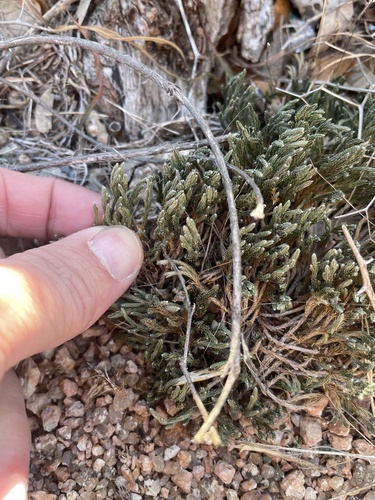 Riddell's spikemoss (Selaginella corallina)