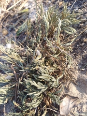 Riddell's spikemoss (Selaginella corallina)