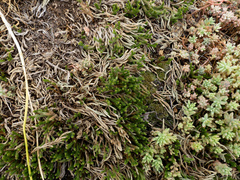 Riddell's spikemoss (Selaginella corallina)
