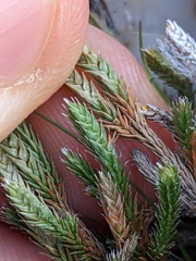 Riddell's spikemoss (Selaginella corallina)