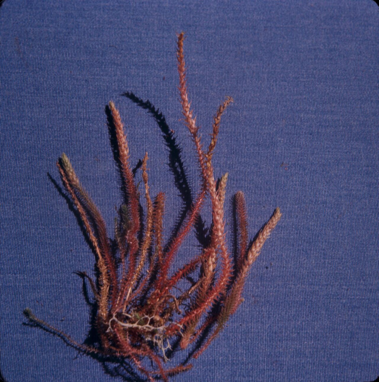Deflexed spikemoss: Photograph of Selaginella deflexa close-up at Moloka'i Island, United States. Blue fabric background. Pink plant has thin white roots at the base. Stems are thi