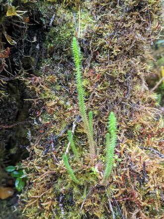 Deflexed spikemoss: Selaginella deflexa
