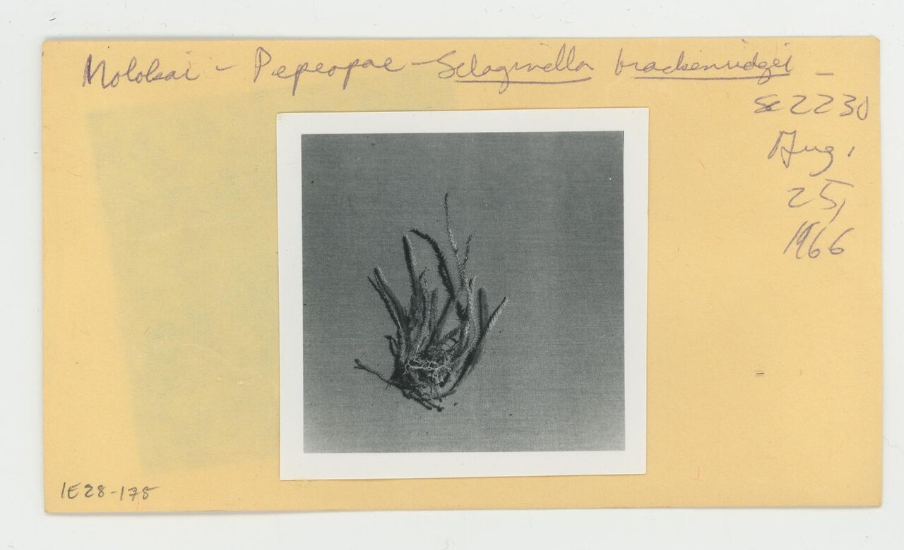 Deflexed spikemoss: Rectangular, paper envelope containing specimen photographs and/or negatives that has typed notes describing: the scientific name of the specimen at the Family,