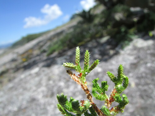 Selaginella delicatissima (Selaginella delicatissima)