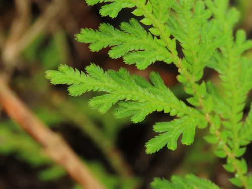 Selaginella delicatula (Selaginella delicatula)