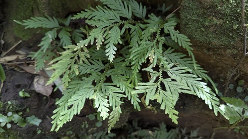 Selaginella delicatula (Selaginella delicatula)