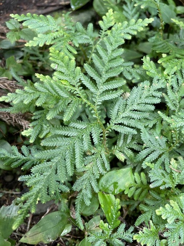 Selaginella delicatula (Selaginella delicatula)