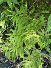 Selaginella delicatula (Selaginella delicatula)