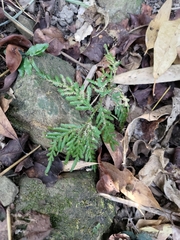 Selaginella delicatula (Selaginella delicatula)