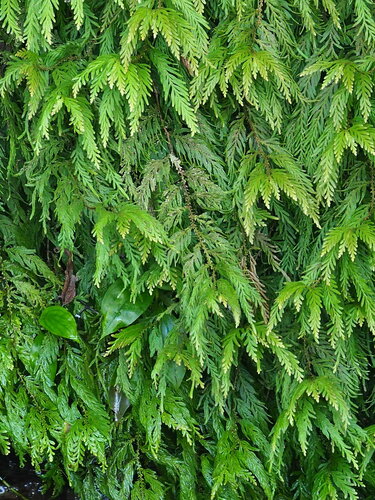 Selaginella delicatula (Selaginella delicatula)