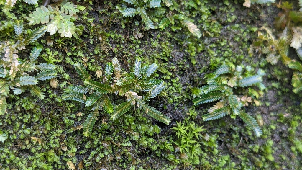 Selaginella devolii (Selaginella devolii)
