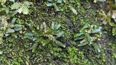 Selaginella devolii (Selaginella devolii)
