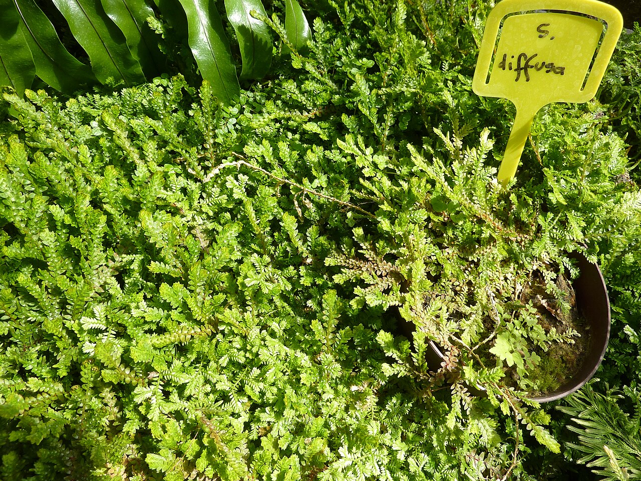 Selaginella diffusa: Selaginelle diffusa . Serres d'Auteuil - Jardin botanique de la Ville de Paris - France