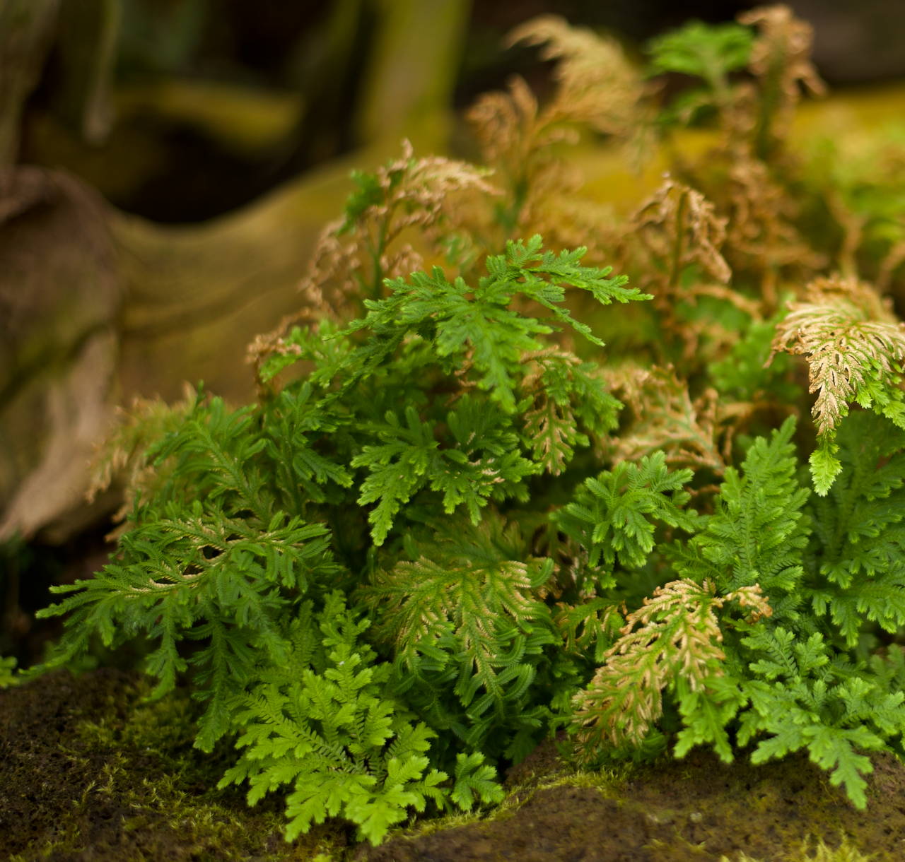 Douglas' spikemoss: Photograh of selaginella erythropus taken in Botanical garden Berlin.