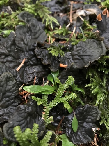 Douglas' spikemoss (Selaginella douglasii)