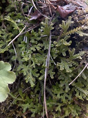 Douglas' spikemoss (Selaginella douglasii)