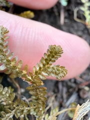Douglas' spikemoss (Selaginella douglasii)