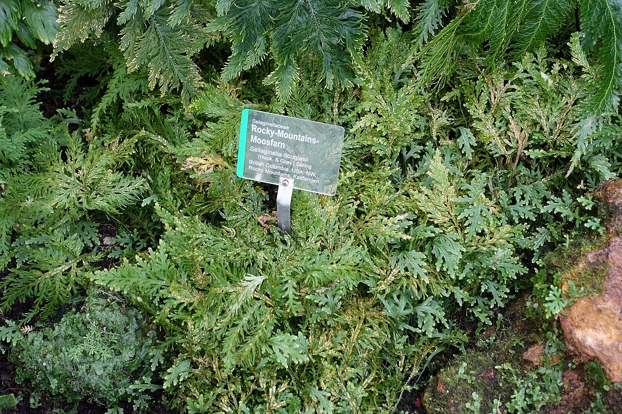 Douglas' spikemoss: Botanical specimen in Wilhelma Zoo - Stuttgart, Germany.