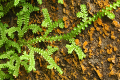 Douglas' spikemoss (Selaginella douglasii)