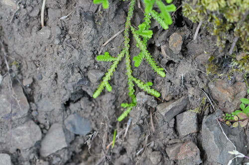 Douglas' spikemoss (Selaginella douglasii)
