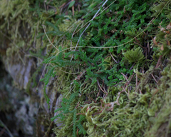 Douglas' spikemoss (Selaginella douglasii)
