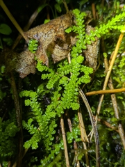Douglas' spikemoss (Selaginella douglasii)