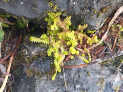 Douglas' spikemoss (Selaginella douglasii)