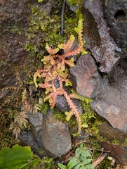 Douglas' spikemoss (Selaginella douglasii)