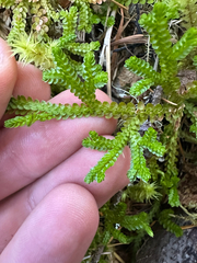 Douglas' spikemoss (Selaginella douglasii)