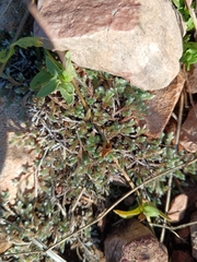 Drège's resurrection fern (Selaginella dregei)