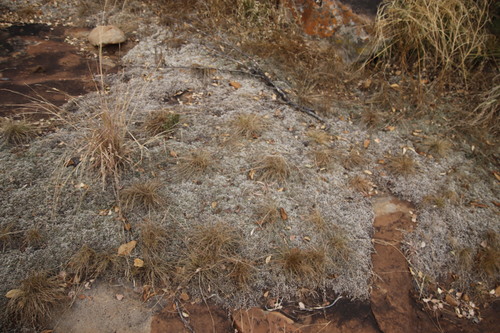Drège's resurrection fern (Selaginella dregei)