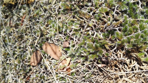 Drège's resurrection fern (Selaginella dregei)