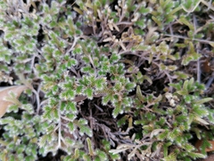 Drège's resurrection fern (Selaginella dregei)