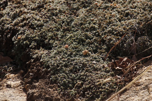 Drège's resurrection fern (Selaginella dregei)