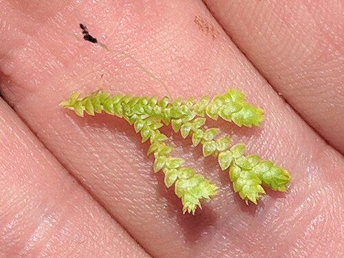 Hidden spikemoss: Selaginella eclipes - Hidden spikemoss - Chippewa County, US-MI, US
