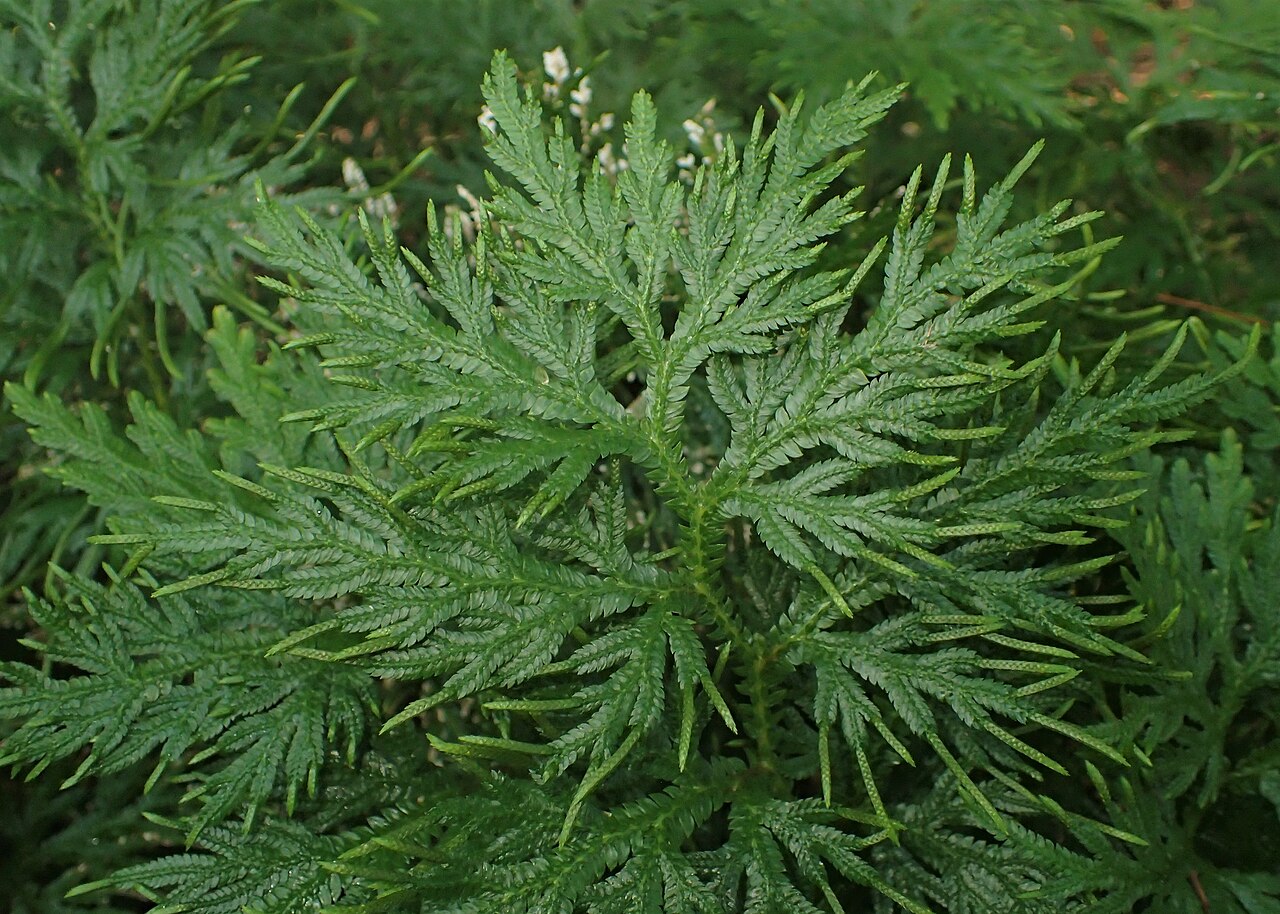 Selaginella elmeri: Selaginella elmeri in the Botanischer Garten, Berlin-Dahlem