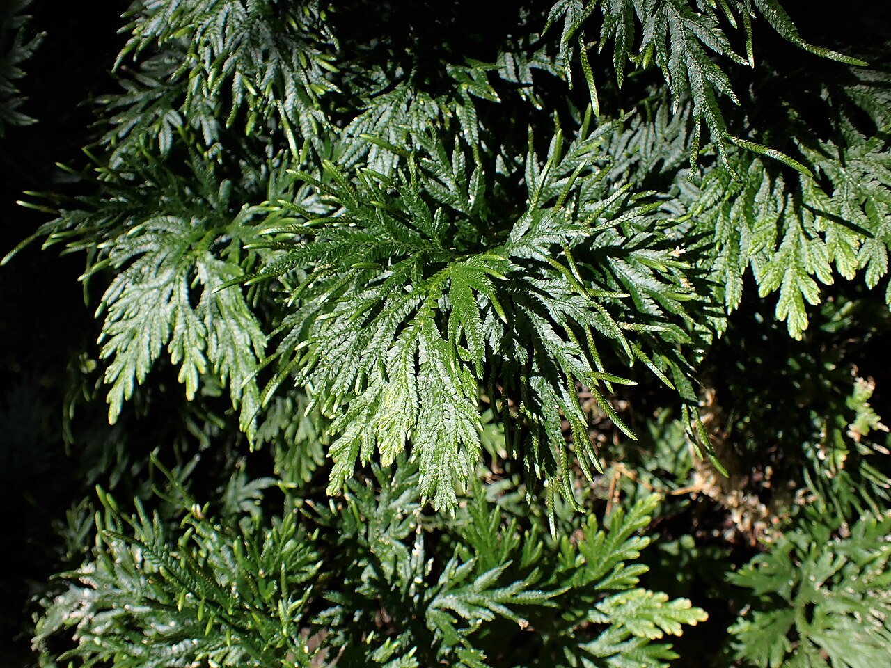 Selaginella elmeri: Selaginella elmeri in the Botanischer Garten, Berlin-Dahlem