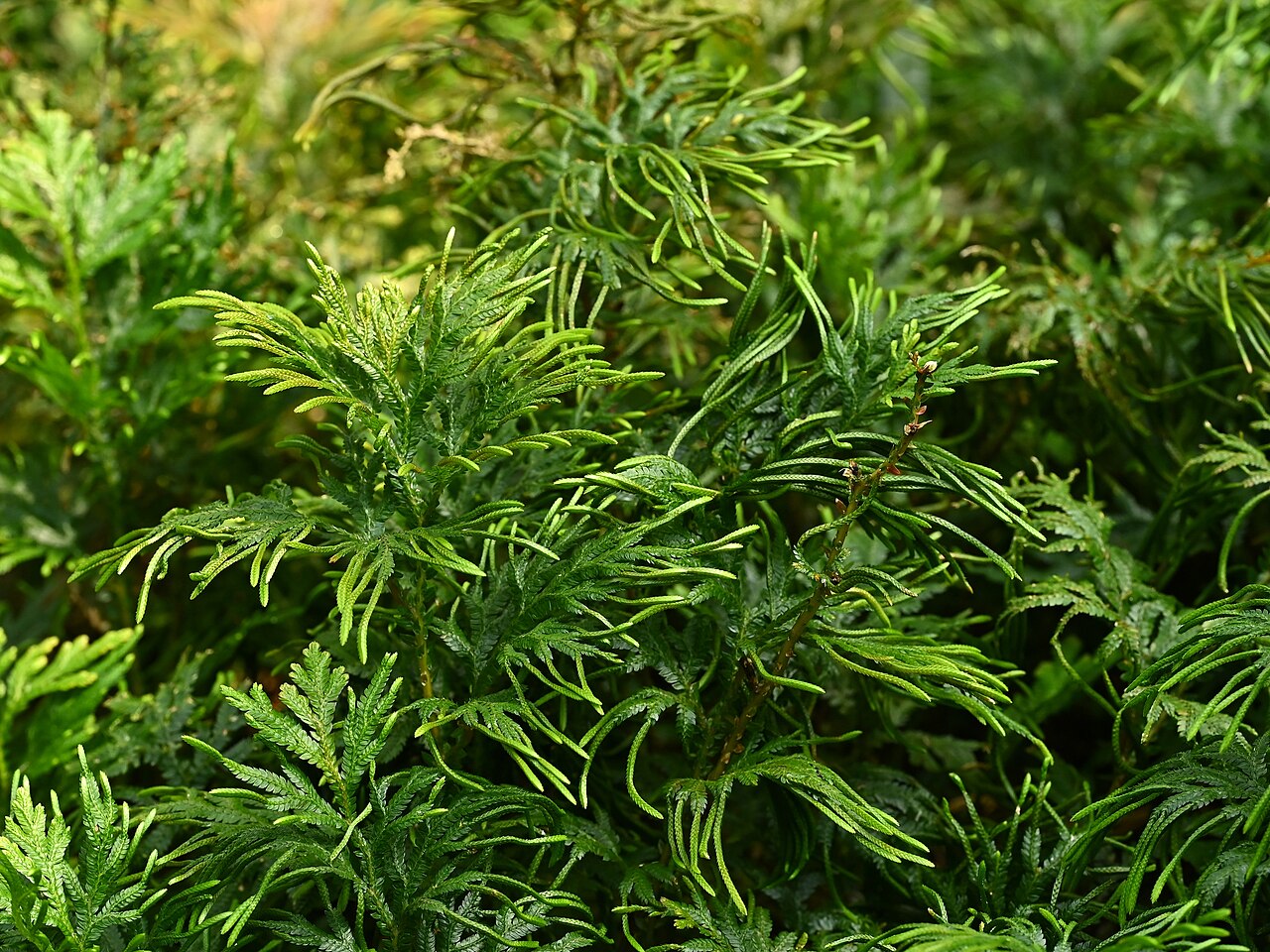 Selaginella elmeri: Selaginella elmeri in the Botanischer Garten, Berlin-Dahlem