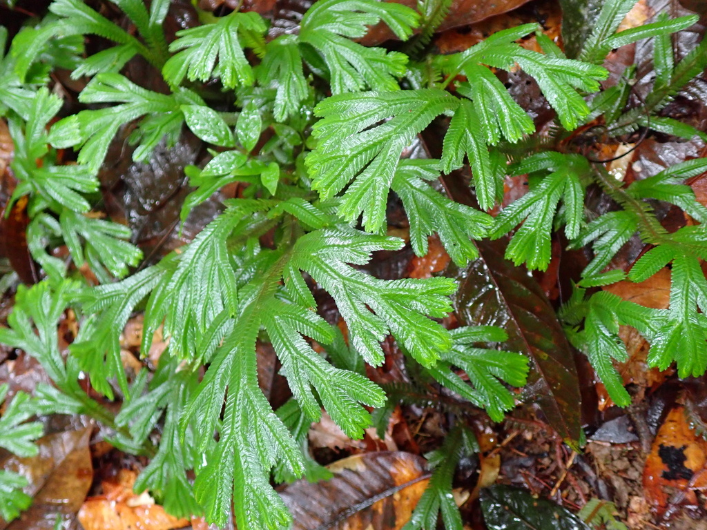 Selaginella epirrhizos (Selaginella epirrhizos)