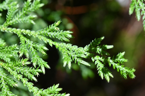 Selaginella eurynota (Selaginella eurynota)