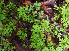 Selaginella eurynota (Selaginella eurynota)