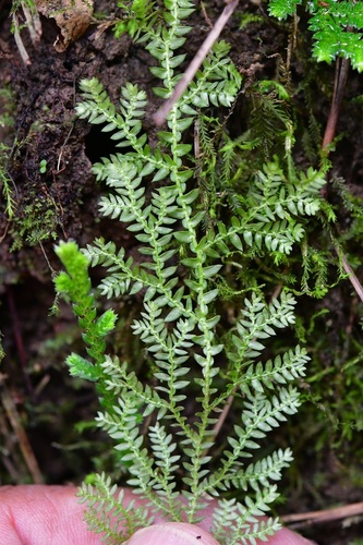 Selaginella eurynota (Selaginella eurynota)