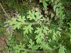 Selaginella eurynota (Selaginella eurynota)
