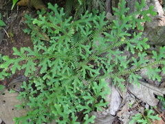 Selaginella eurynota (Selaginella eurynota)