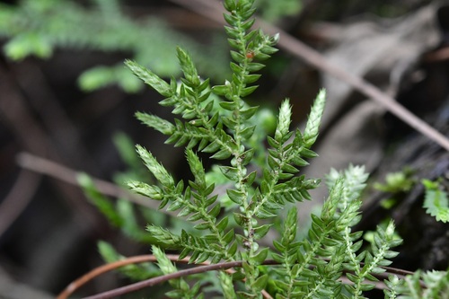 Selaginella eurynota (Selaginella eurynota)
