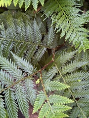 Selaginella exaltata (Selaginella exaltata)