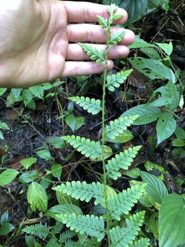 Selaginella exaltata (Selaginella exaltata)