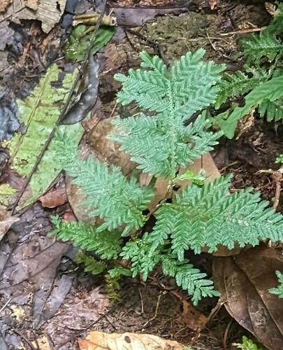 Selaginella exaltata (Selaginella exaltata)