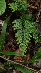 Selaginella exaltata (Selaginella exaltata)